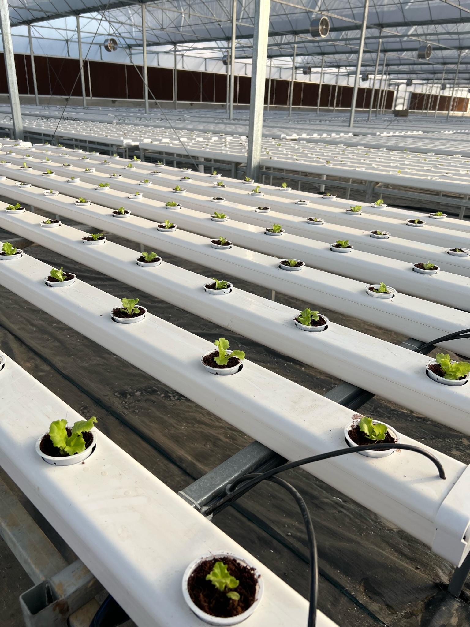 Greenhouse Inception