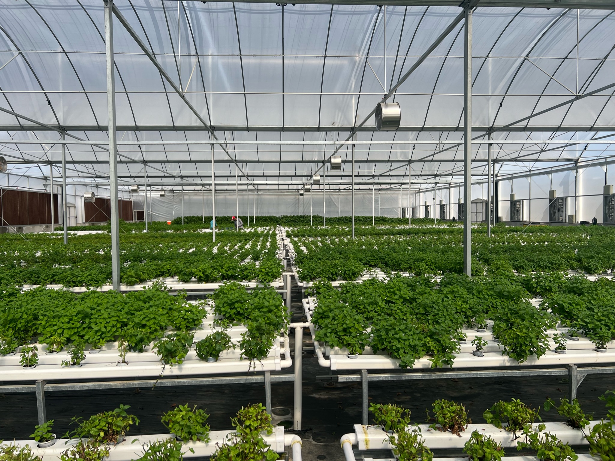 Hydroponic Farming Main