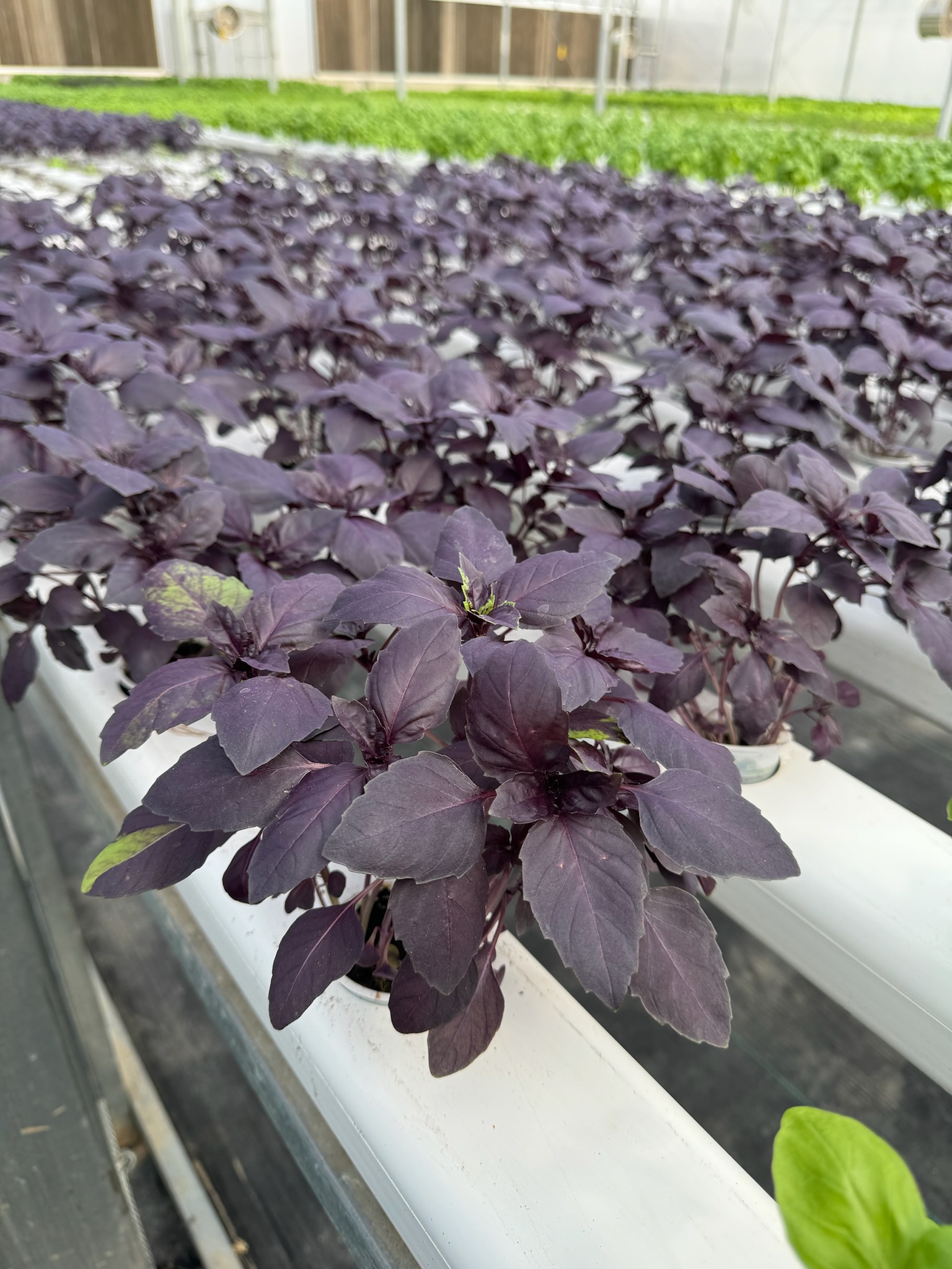 Basil
