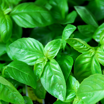 Basil