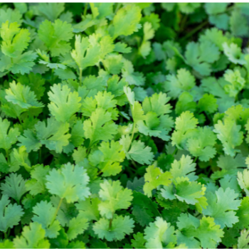 Coriander