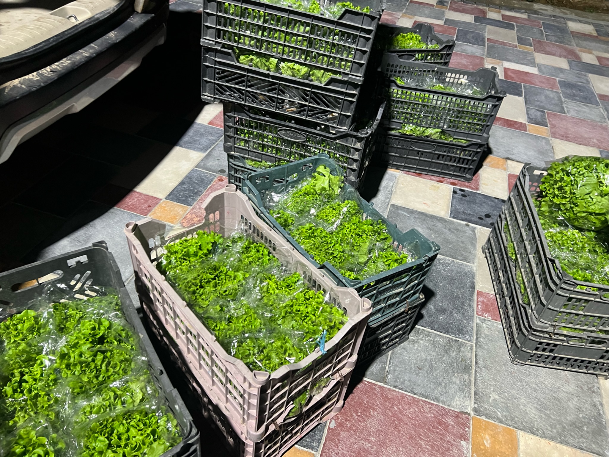 Parsley