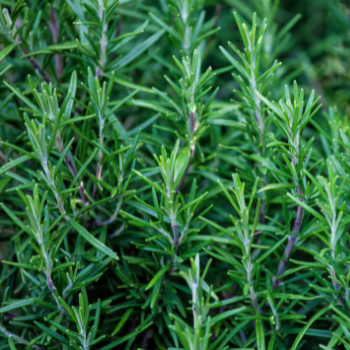 Rosemary