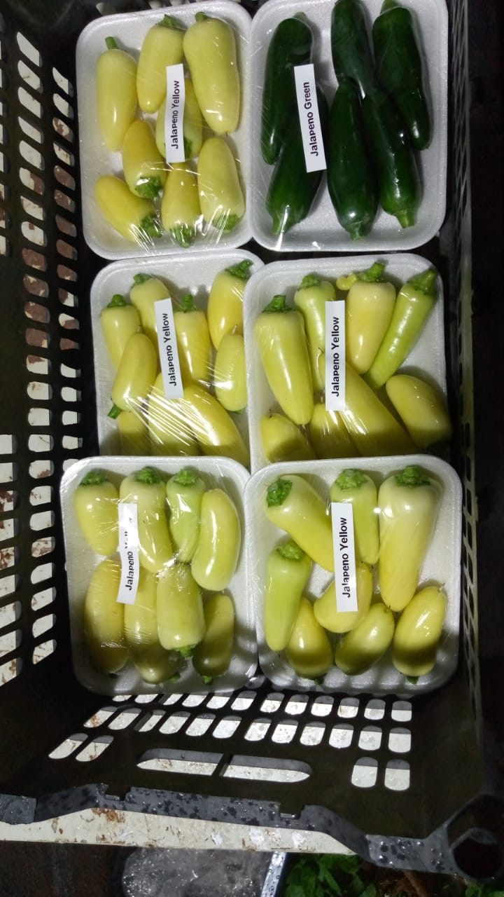 Coloured Jalapeño