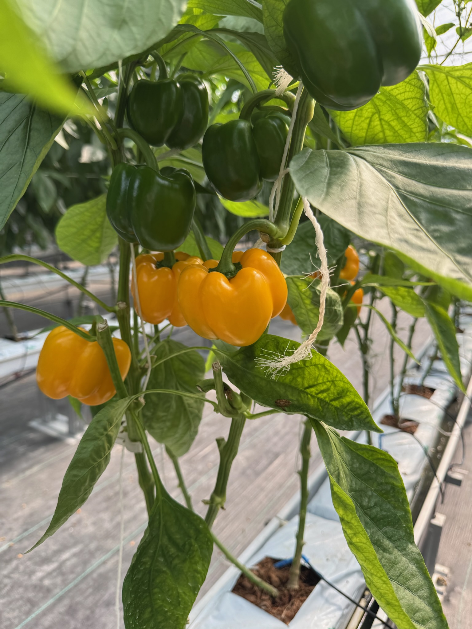 Sweet coloured pepper