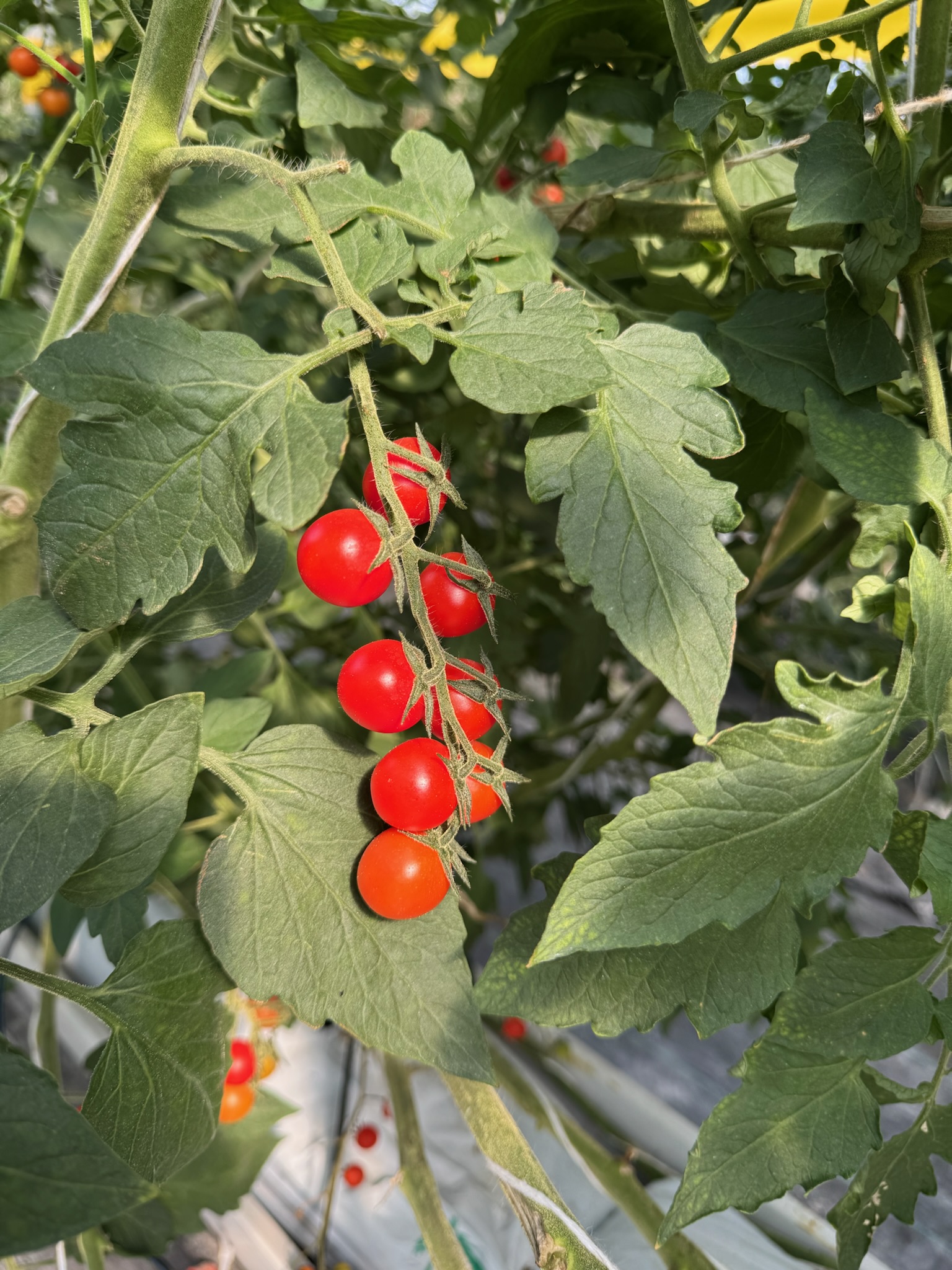 Cherry tomatoes on the vine