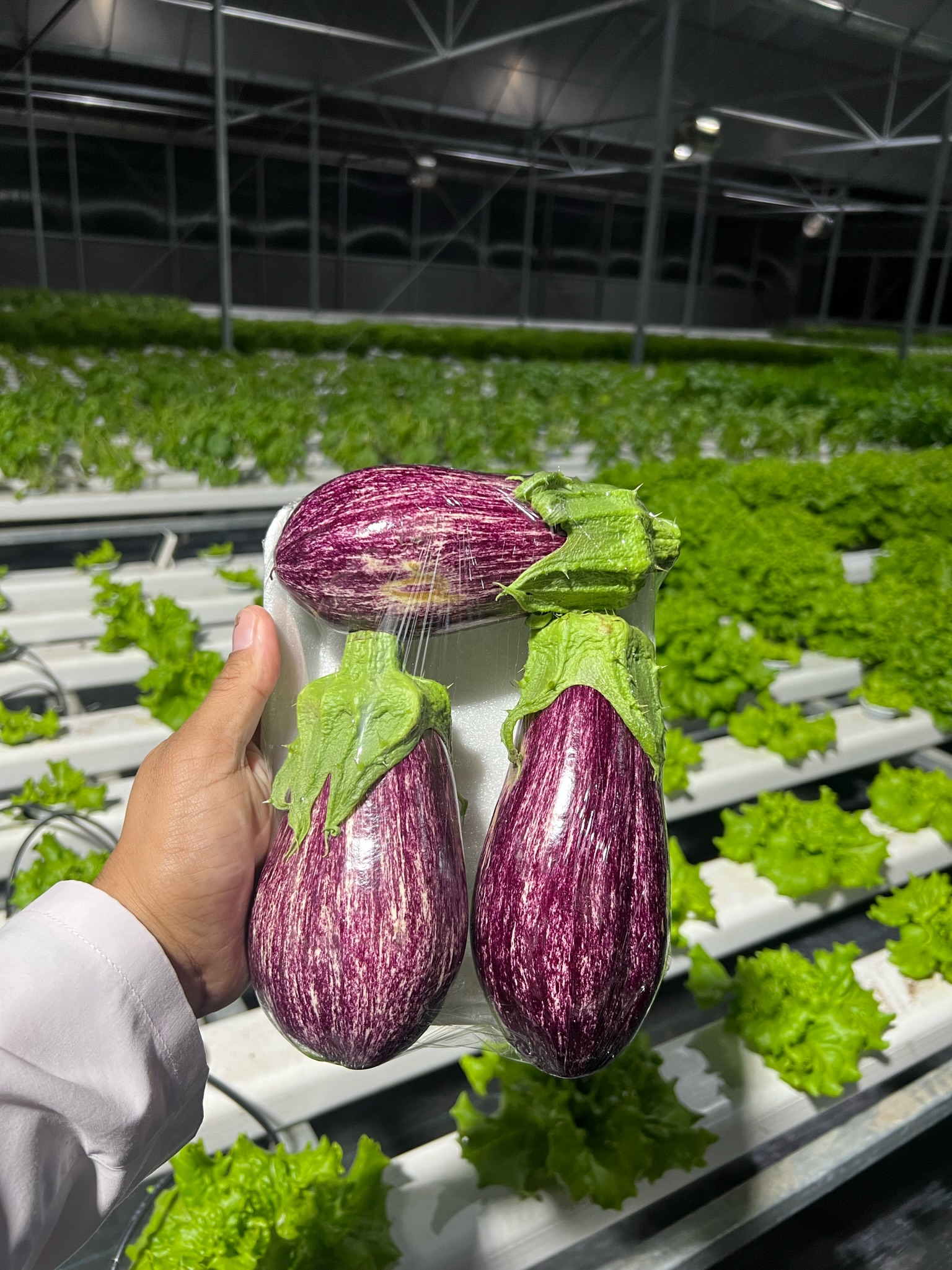 Brinjal / Eggplant