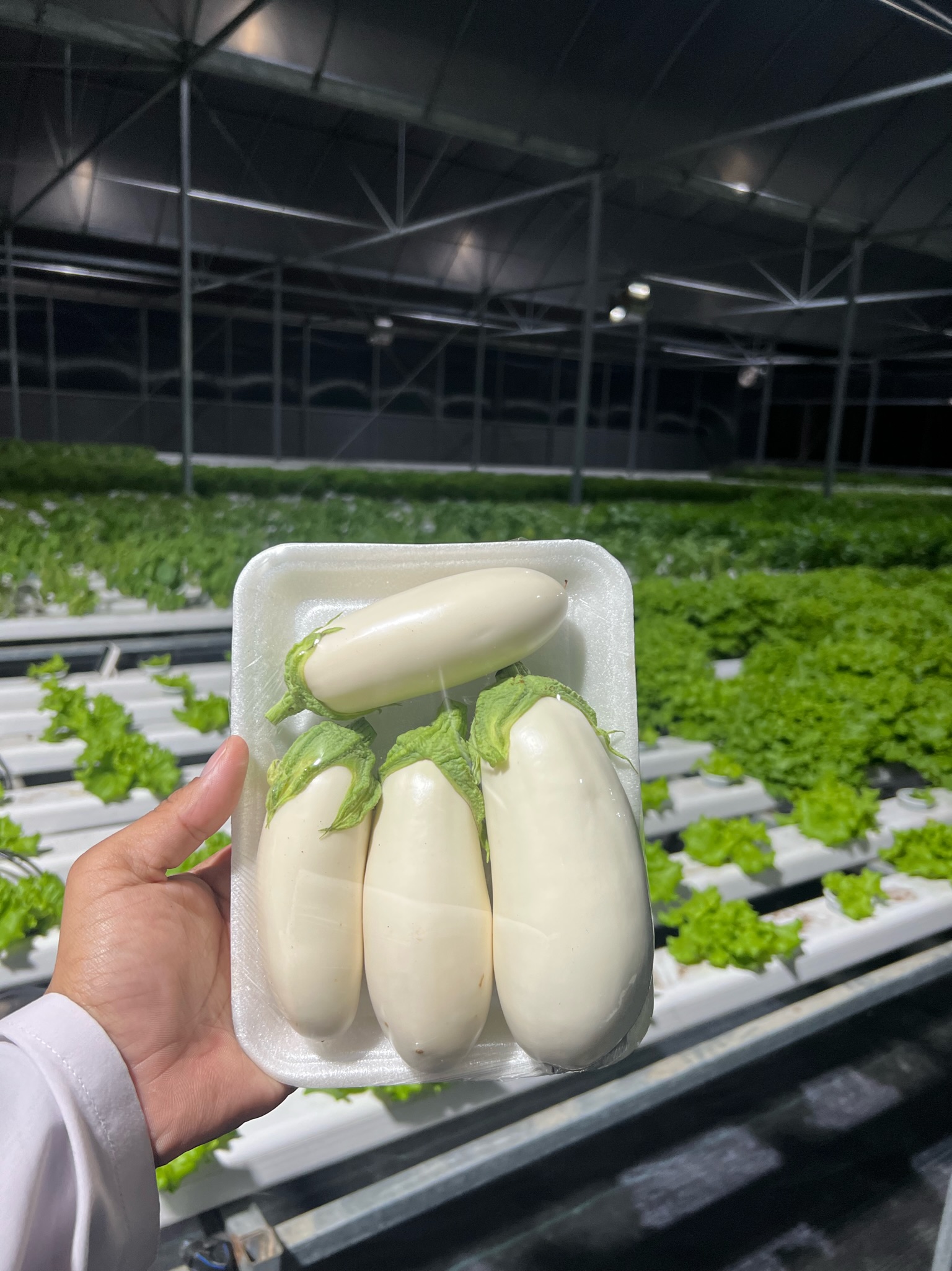 White Eggplant